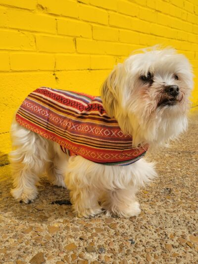 Dog Poncho - Salsa